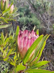 Protea burchellii