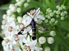 Synanthedon spuleri