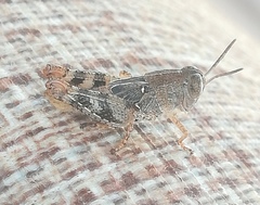 Calliptamus italicus