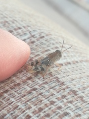 Calliptamus italicus