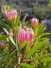Protea burchellii