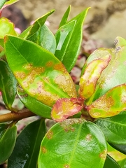 Austropuccinia psidii