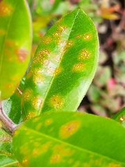 Austropuccinia psidii