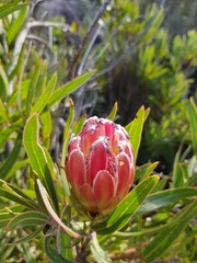 Protea burchellii