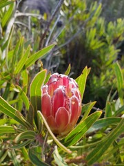 Protea burchellii