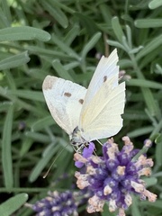 Pieris rapae