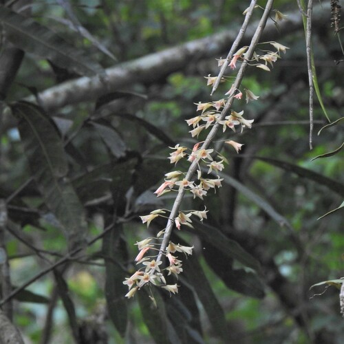 Dendrobium macrostachyum, photograph 5