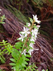Agathosma crenulata