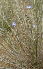 Lobelia capillifolia