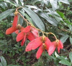Acridocarpus natalitius natalitius