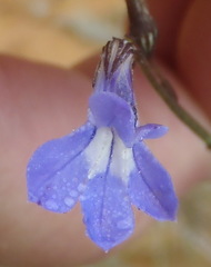 Lobelia capillifolia