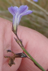 Lobelia capillifolia