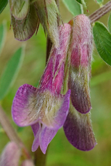 Pannonian Vetch (Vicia pannonica)