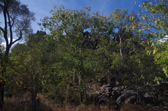 Brachychiton australis