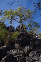 Brachychiton australis