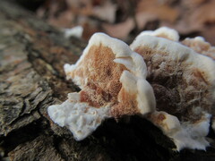 Aurantiporus