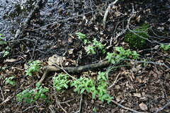 Epilobium roseum