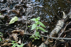 Epilobium roseum