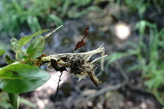 Epilobium roseum
