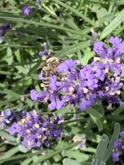 Apis mellifera