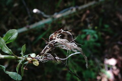 Epilobium roseum