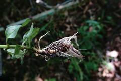 Epilobium roseum