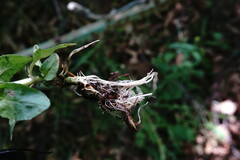 Epilobium roseum