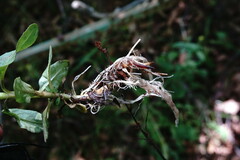 Epilobium roseum