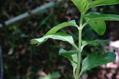 Epilobium roseum