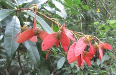 Acridocarpus natalitius natalitius