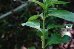 Epilobium roseum