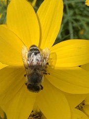 Apis mellifera