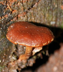 Hypholoma brunneum
