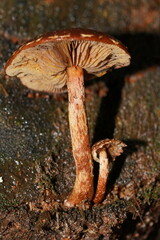 Hypholoma brunneum