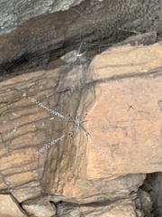 Argiope dietrichae