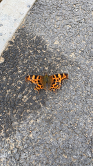 Polygonia c-album