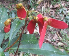 Acridocarpus natalitius natalitius