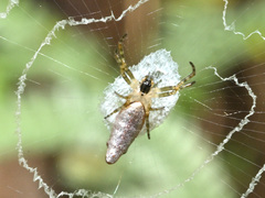 Cyclosa argentata