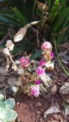 Helichrysum argyrosphaerum