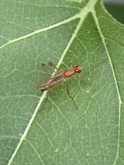 Compsobata