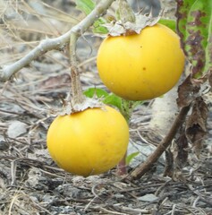 Solanum lasiocarpum