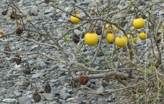 Solanum lasiocarpum