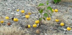Solanum lasiocarpum