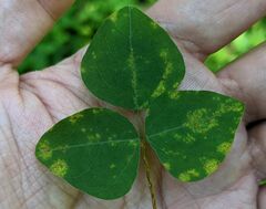 Synchytrium decipiens