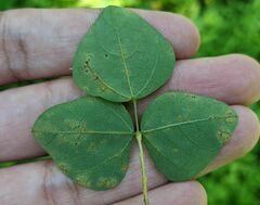 Synchytrium decipiens