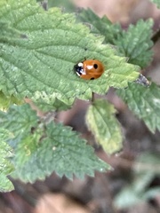 Adalia bipunctata