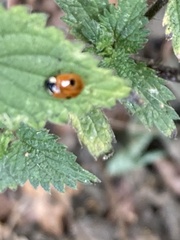 Adalia bipunctata