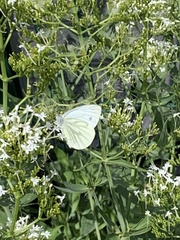 Pieris napi