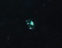 Podocorynoides minima