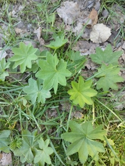 Alchemilla subcrenata